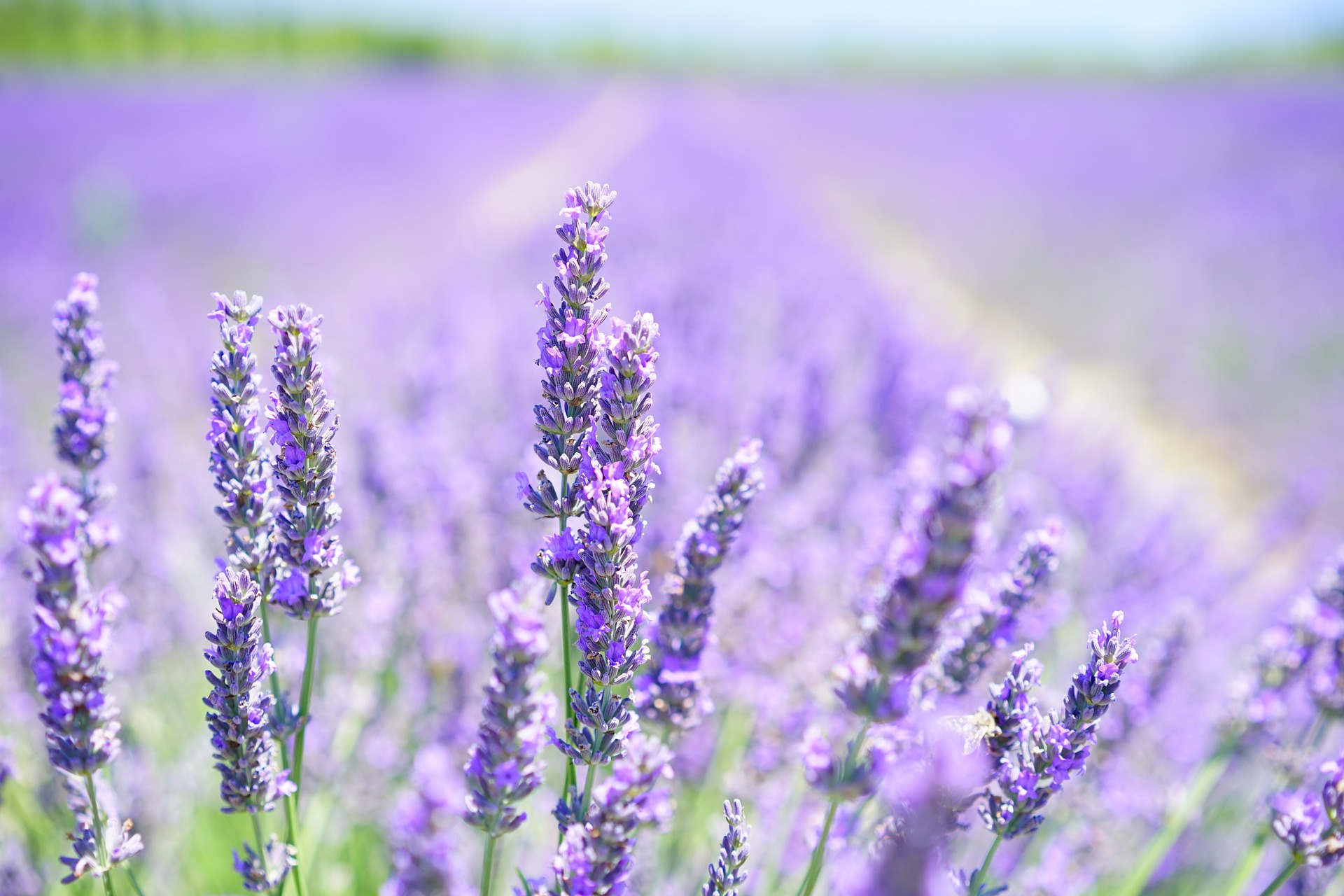 lavender-blossom-1595581_1920